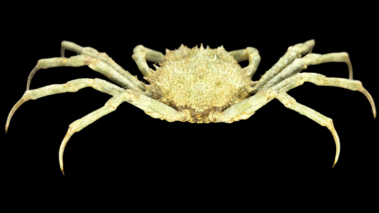 Contracted Crab (Hyas coarctatus) | Preserved Crab Specimen | Real Marine Crab