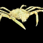 Contracted Crab (Hyas coarctatus) | Preserved Crab Specimen | Real Marine Crab