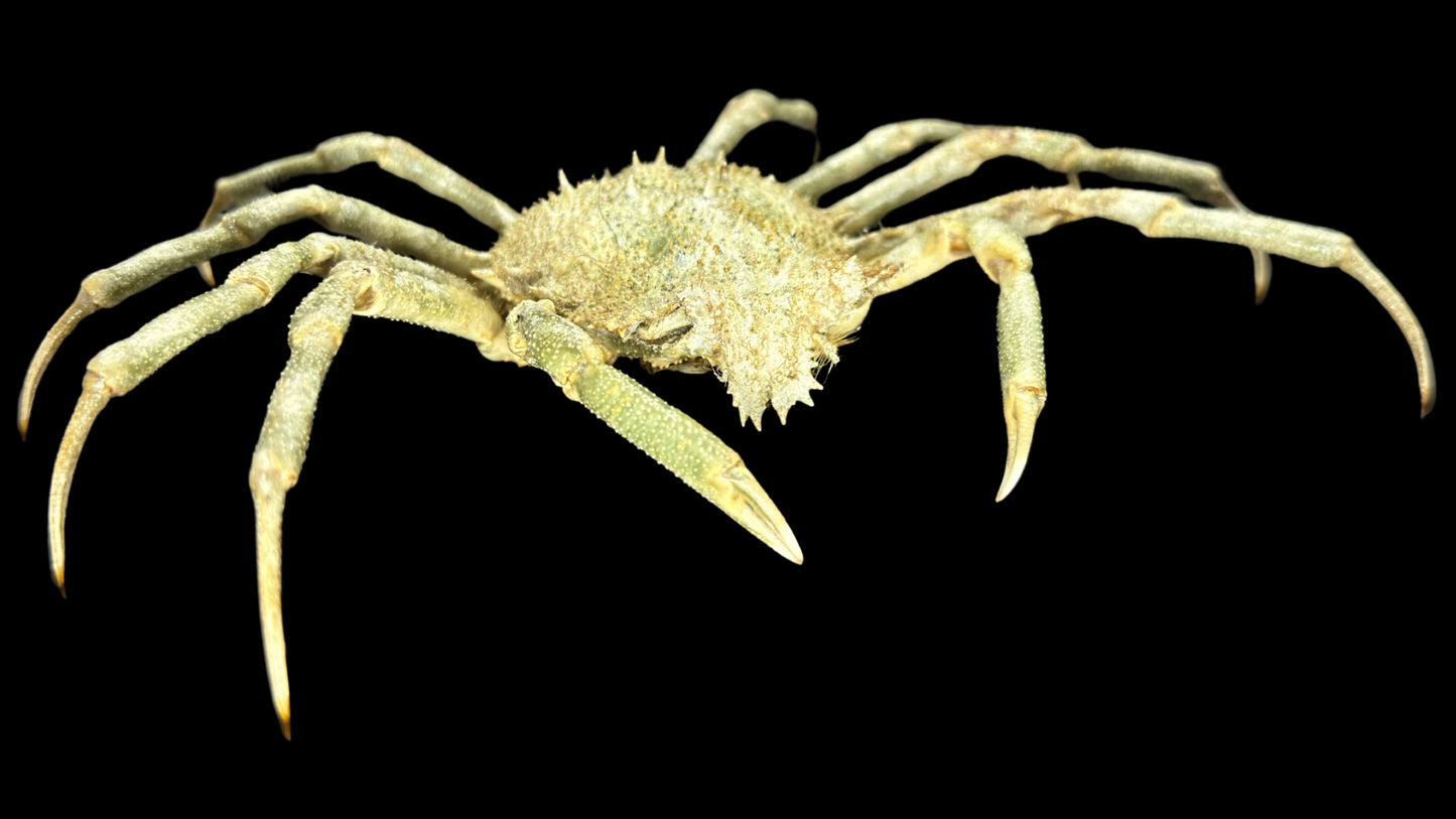 Contracted Crab (Hyas coarctatus) | Preserved Crab Specimen | Real Marine Crab
