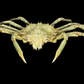Contracted Crab (Hyas coarctatus) | Preserved Crab Specimen | Real Marine Crab
