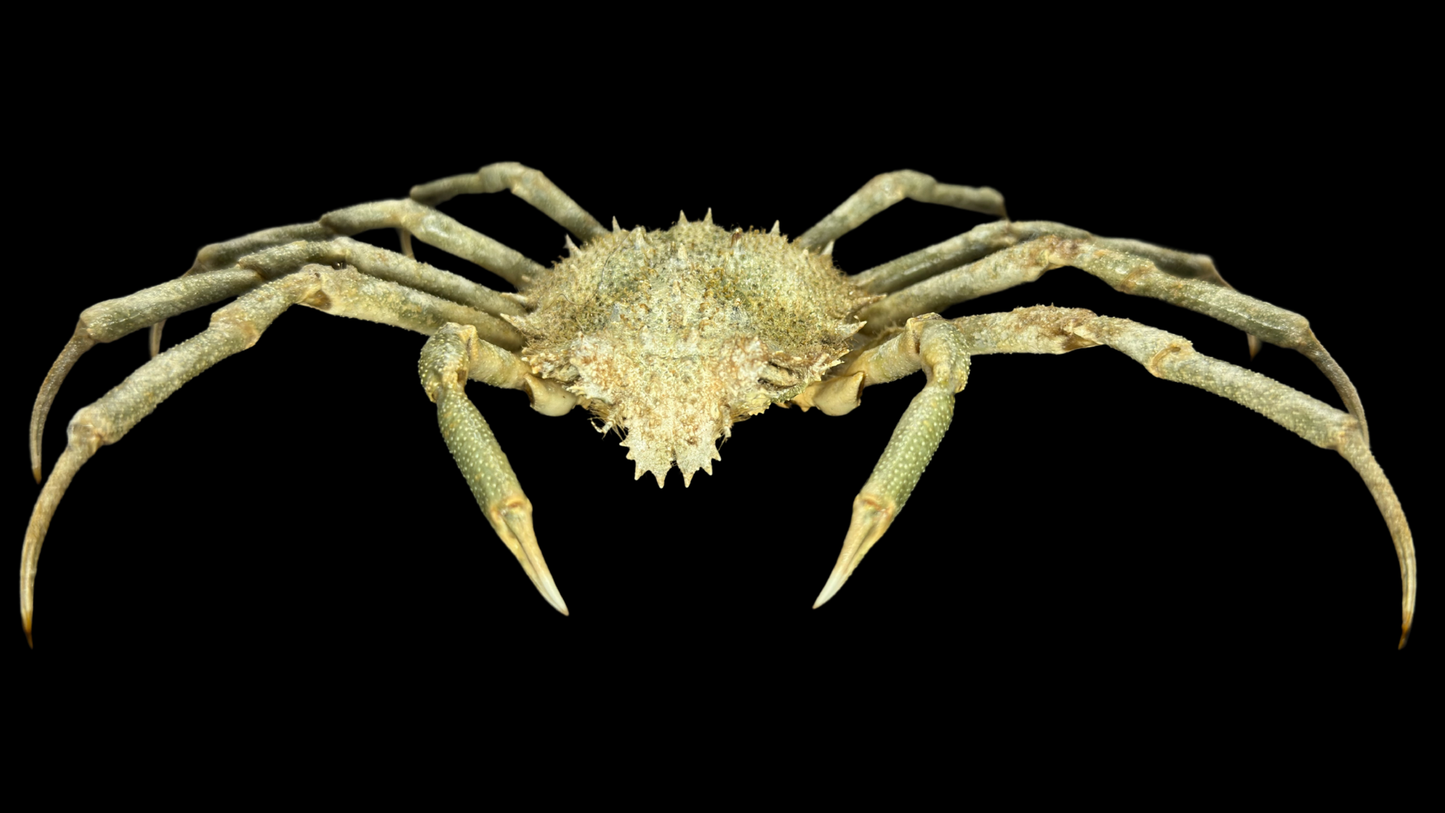 Contracted Crab (Hyas coarctatus) | Preserved Crab Specimen | Real Marine Crab