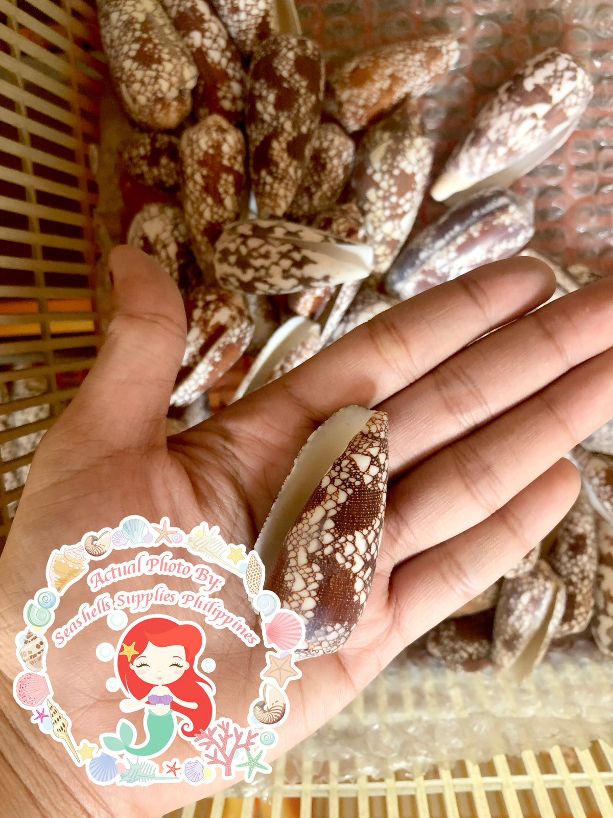 Conus Aulicus | Princely Cone | 2 - 2.5 Inches