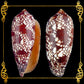 Conus Aulicus | Princely Cone | 2 - 2.5 Inches