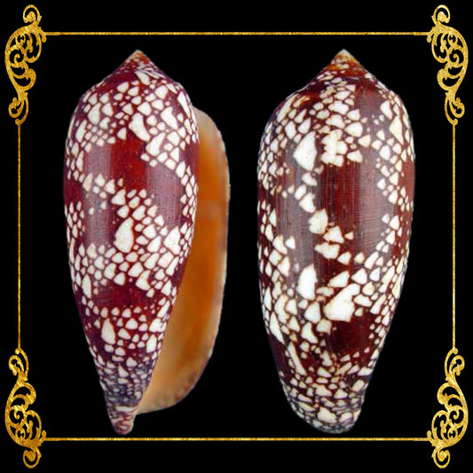 Conus Aulicus | Princely Cone | 2 - 2.5 Inches