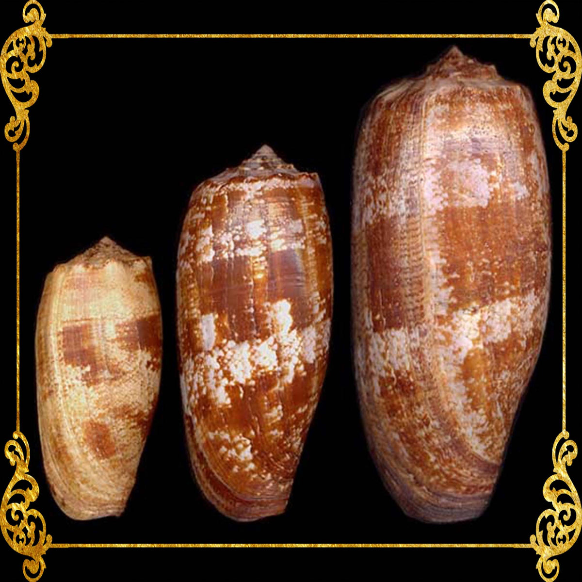 Conus Geographus | Gastridium Geographus | 3 -  4 Inches