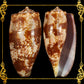 Conus Geographus | Gastridium Geographus | 3 -  4 Inches