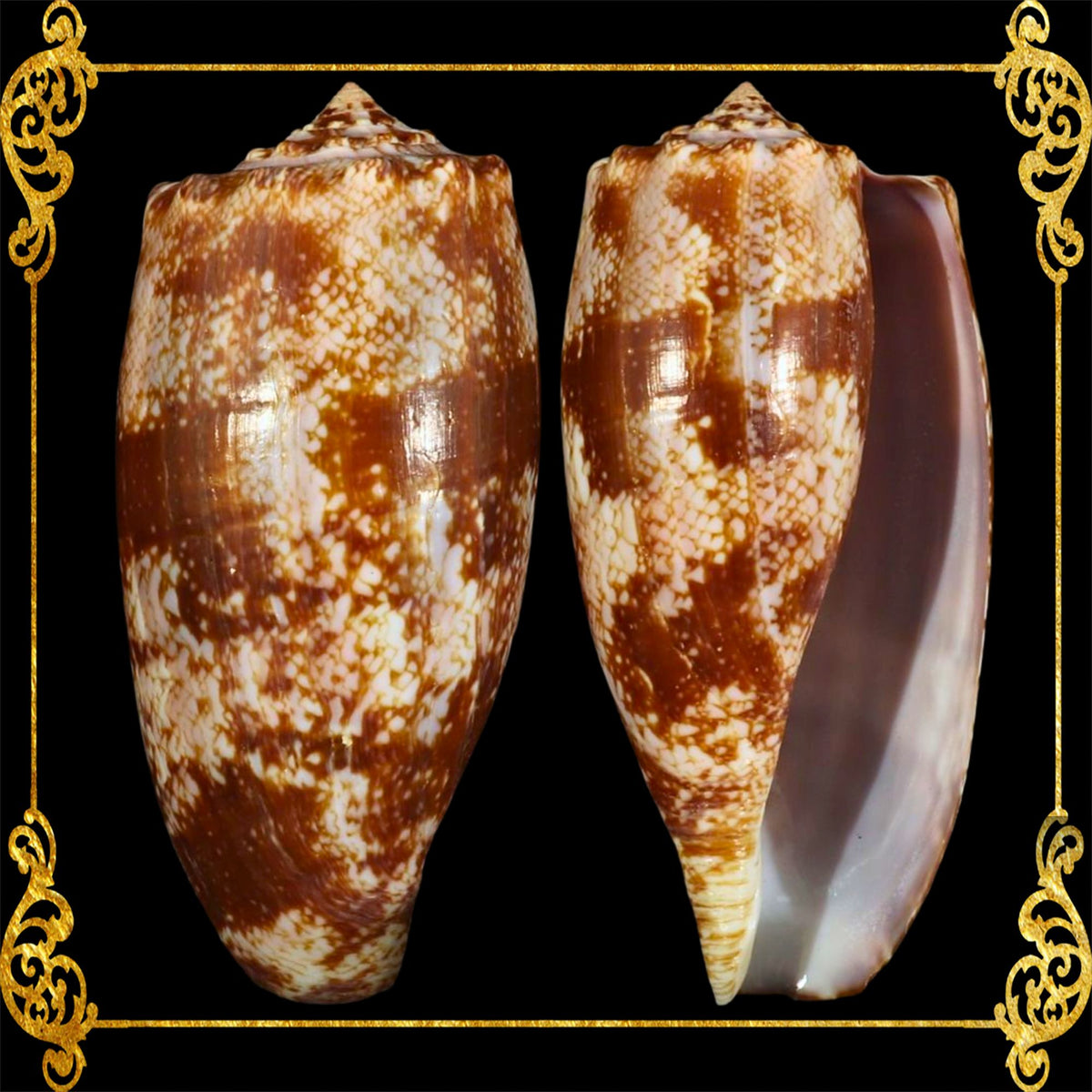 Conus Geographus | Gastridium Geographus | 3 -  4 Inches