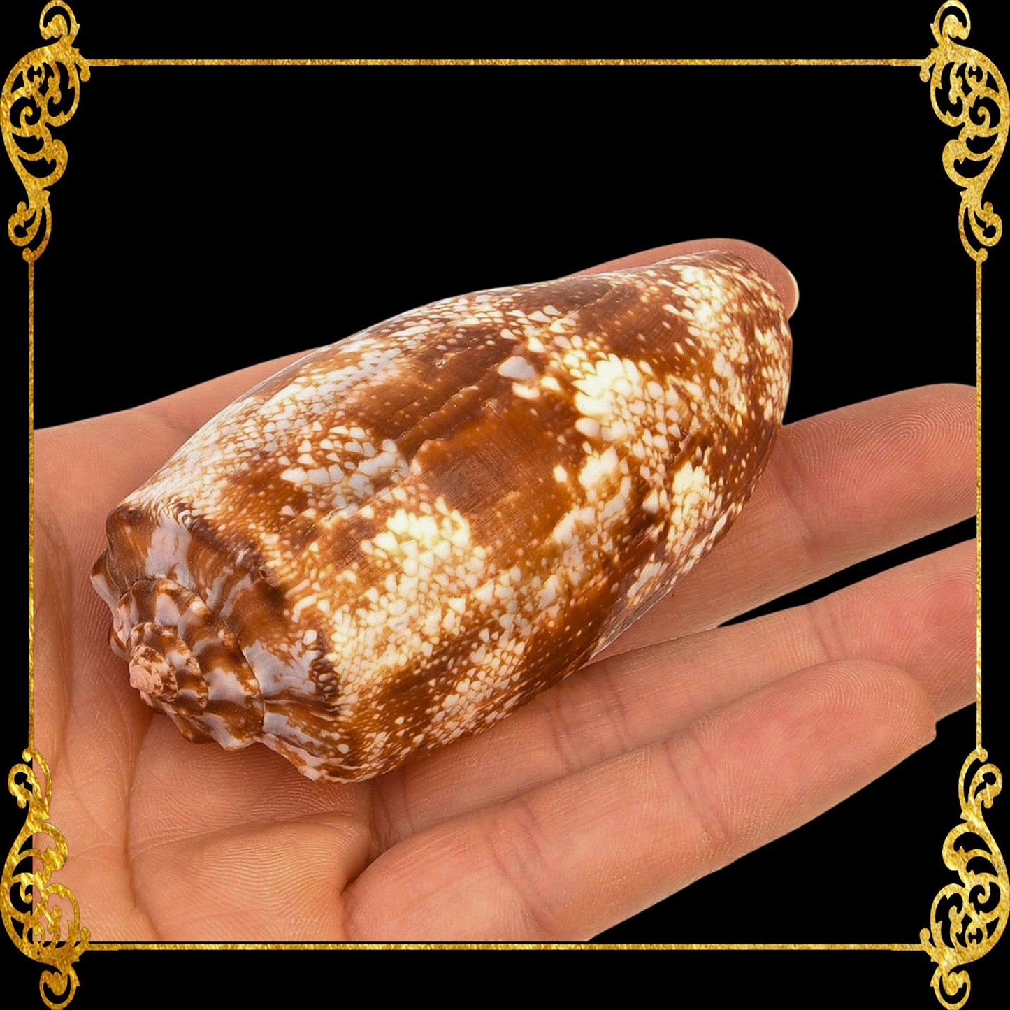 Conus Geographus | Gastridium Geographus | 3 -  4 Inches