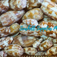 Conus Geographus | Gastridium Geographus | 3 -  4 Inches