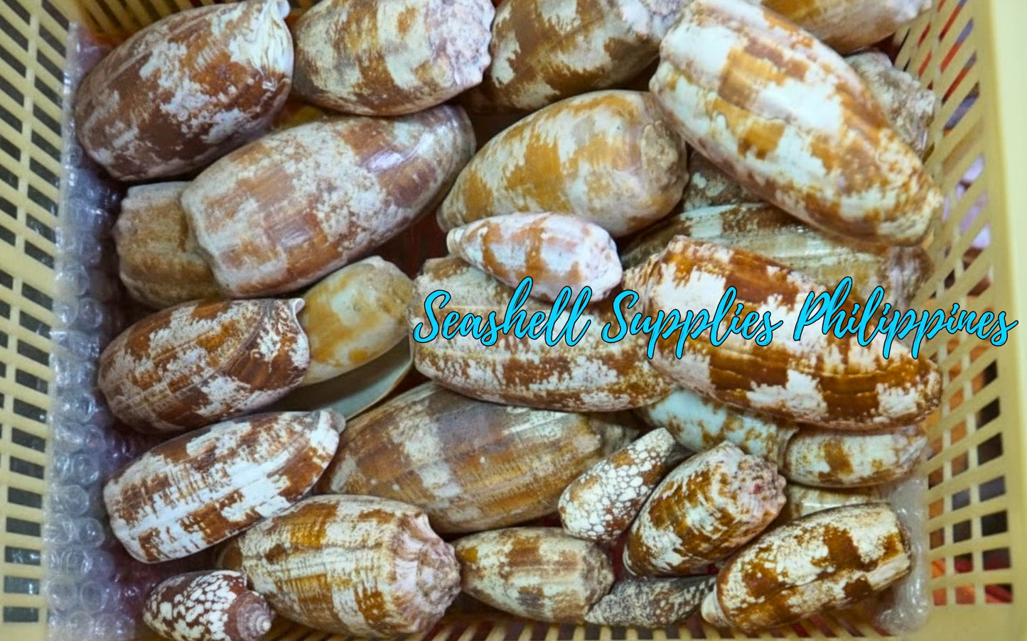 Conus Geographus | Gastridium Geographus | 3 -  4 Inches