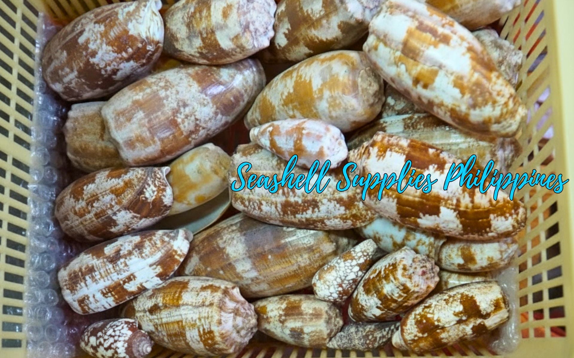 Conus Geographus | Gastridium Geographus | 3 -  4 Inches