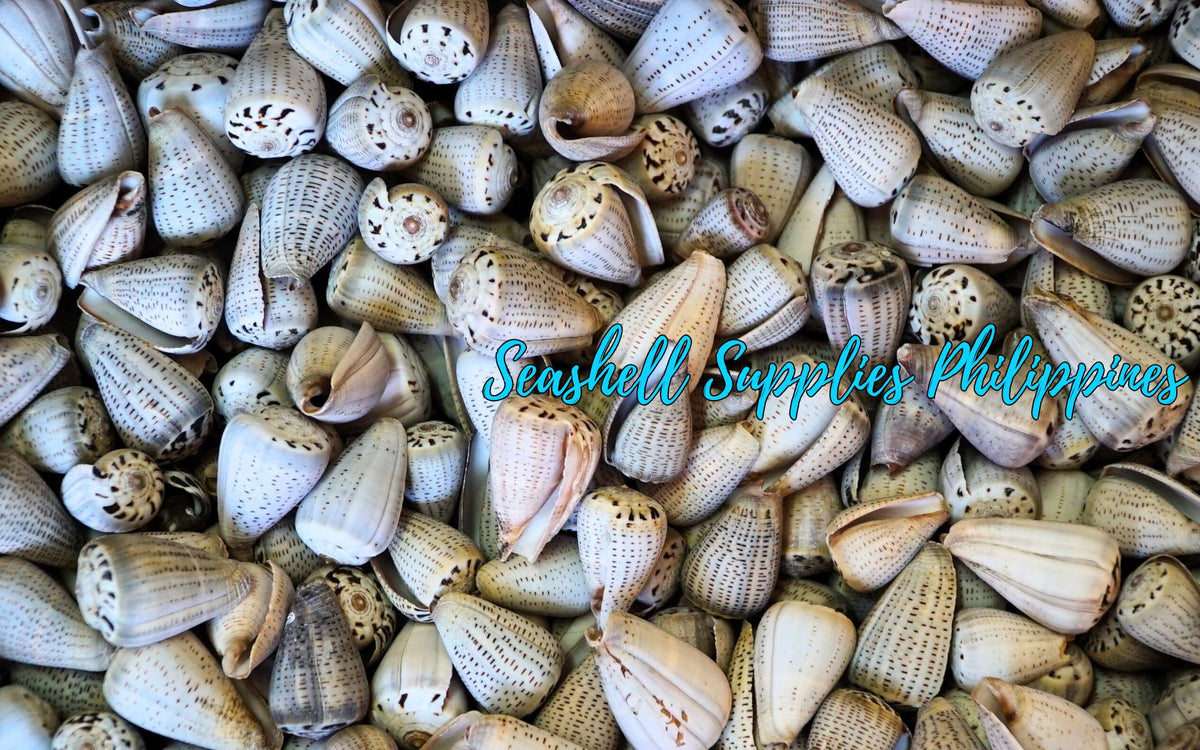 Conus Glaucus | Glaucus Cone | 1 - 3 Inches