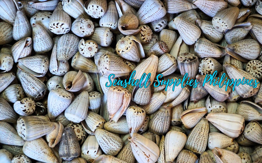 Conus Glaucus | Glaucus Cone | 1 - 3 Inches