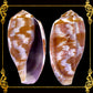 Conus Tulipa | Tulip Cone | 1.5 - 3 Inches