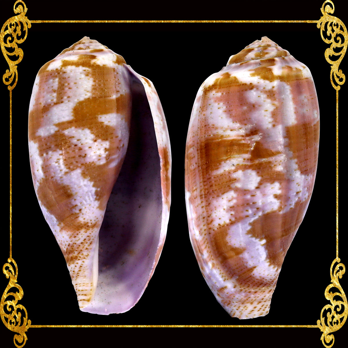 Conus Tulipa | Tulip Cone | 1.5 - 3 Inches