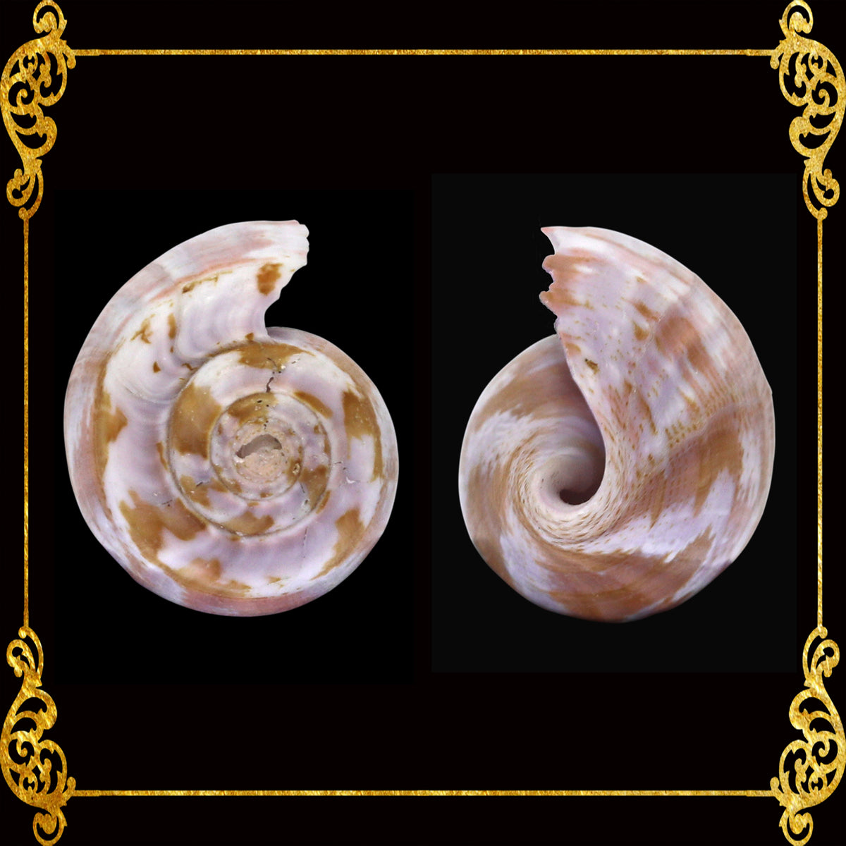 Conus Tulipa | Tulip Cone | 1.5 - 3 Inches