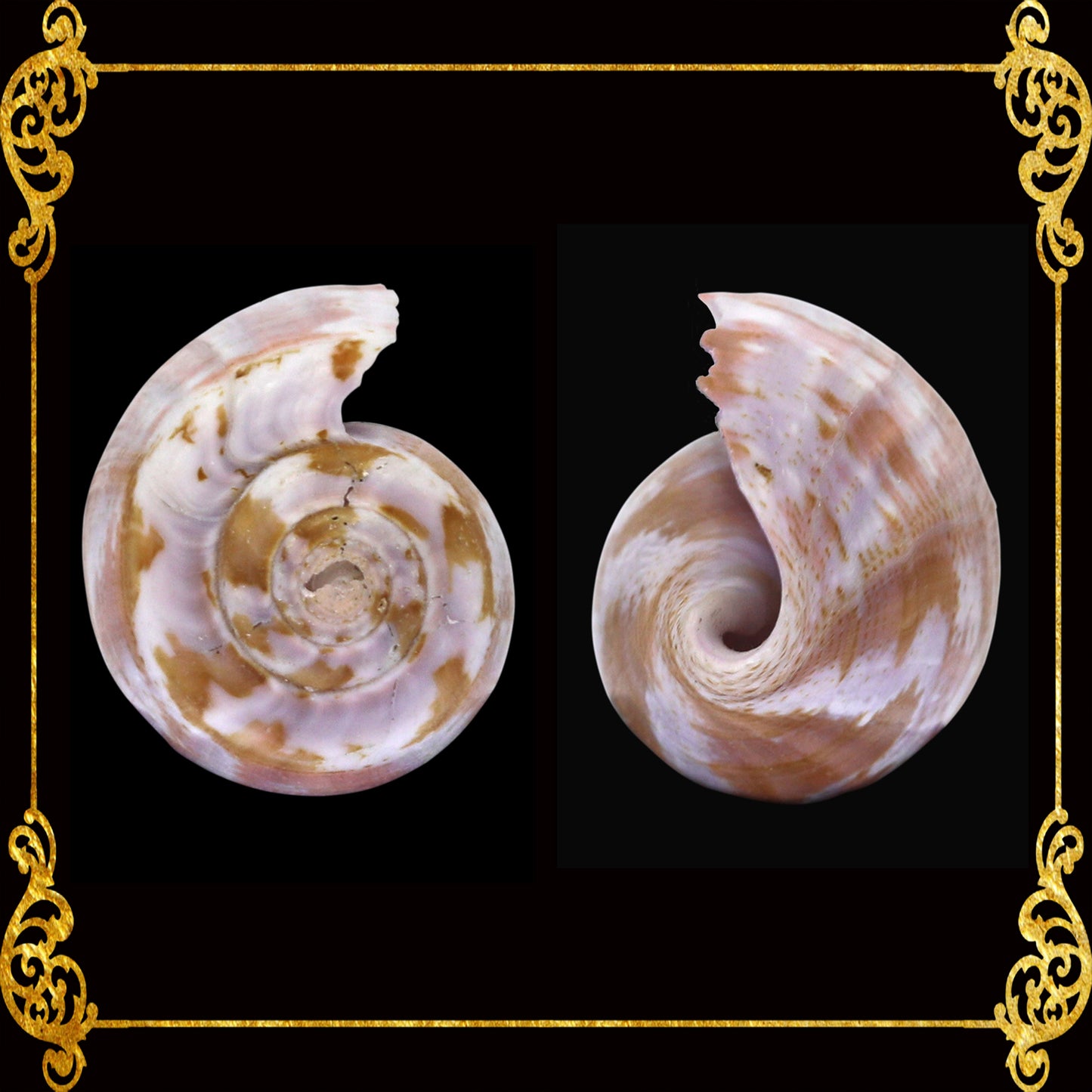 Conus Tulipa | Tulip Cone | 1.5 - 3 Inches