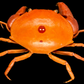 Convex Crab (Carpilius convexus) | Preserved Crab Specimen | Real Marine Crab