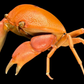 Convex Crab (Carpilius convexus) | Preserved Crab Specimen | Real Marine Crab