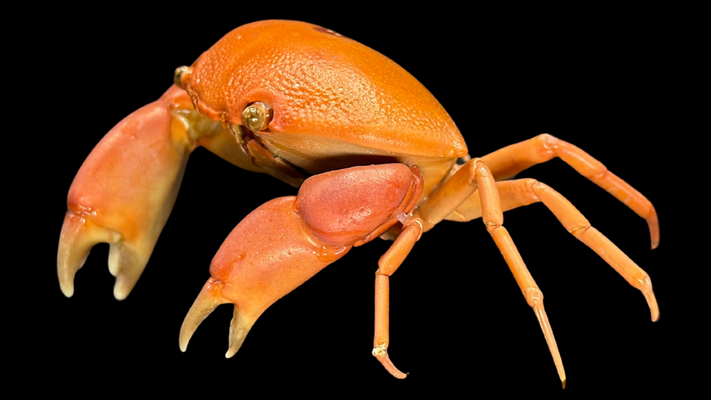 Convex Crab (Carpilius convexus) | Preserved Crab Specimen | Real Marine Crab
