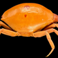 Convex Crab (Carpilius convexus) | Preserved Crab Specimen | Real Marine Crab