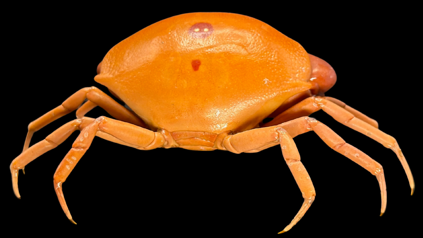 Convex Crab (Carpilius convexus) | Preserved Crab Specimen | Real Marine Crab