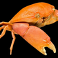 Convex Crab (Carpilius convexus) | Preserved Crab Specimen | Real Marine Crab