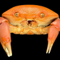 Convex Crab (Carpilius convexus) | Preserved Crab Specimen | Real Marine Crab