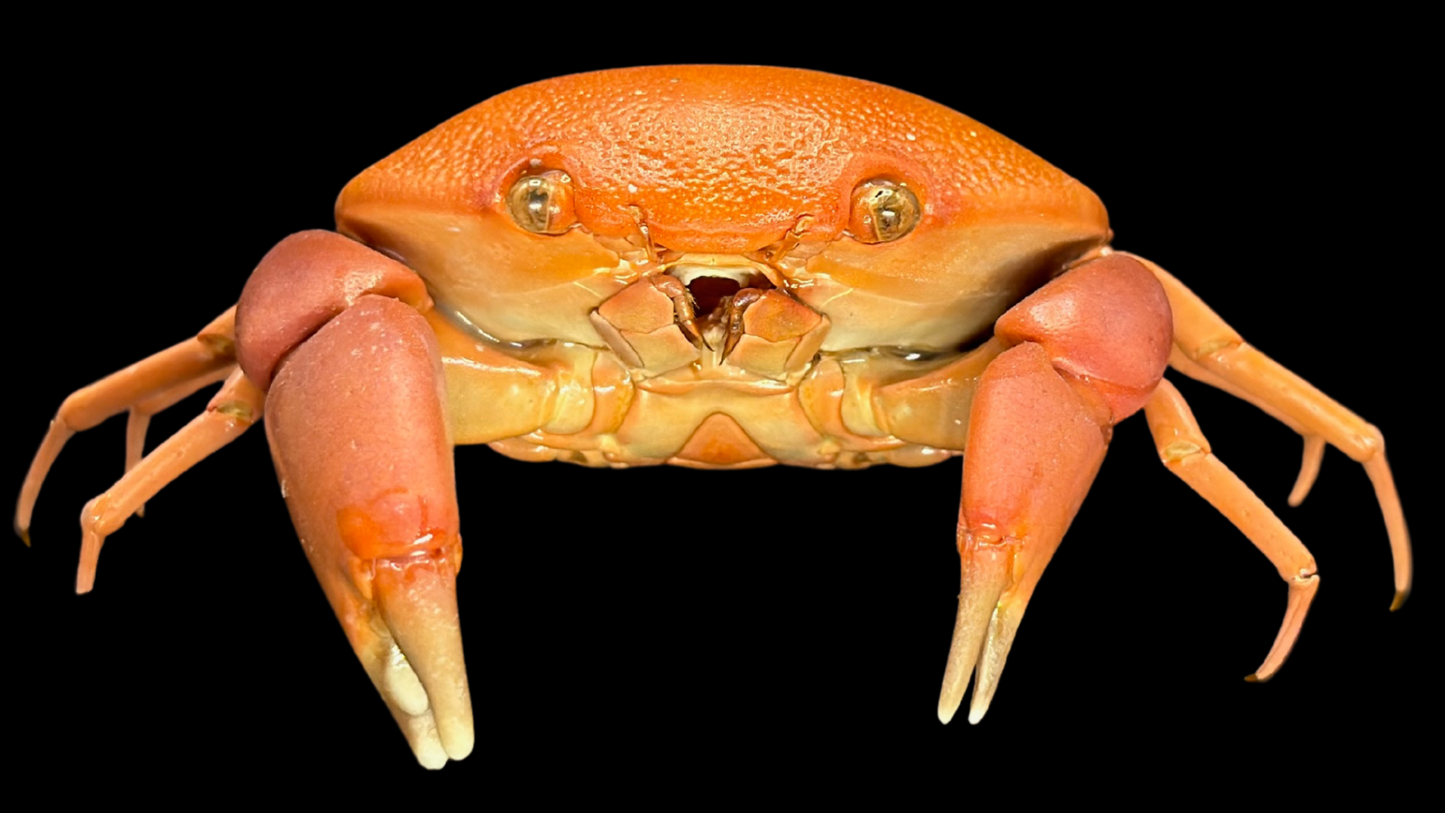 Convex Crab (Carpilius convexus) | Preserved Crab Specimen | Real Marine Crab