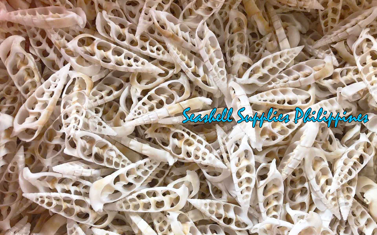 Cut Seashells | Bala Bala | Aluco Vertagus Cuming's Cerith