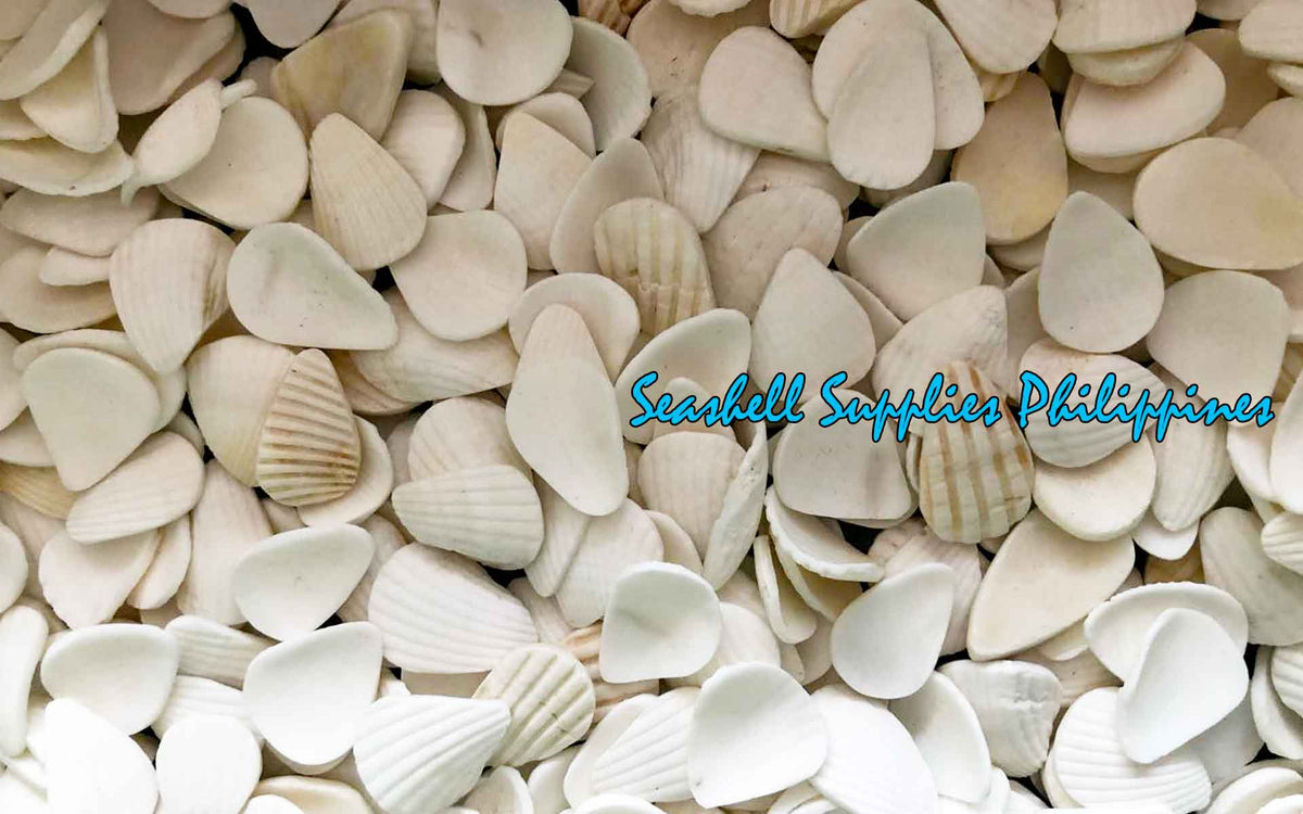 Cut Seashells | Batotoy Petals | Granular Ark – Seashell Supplies ...