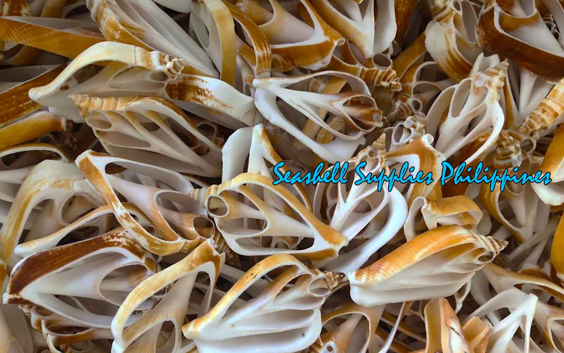 Cut Seashells | Canarium Brown | Dog Conch Shells – Seashell Supplies ...