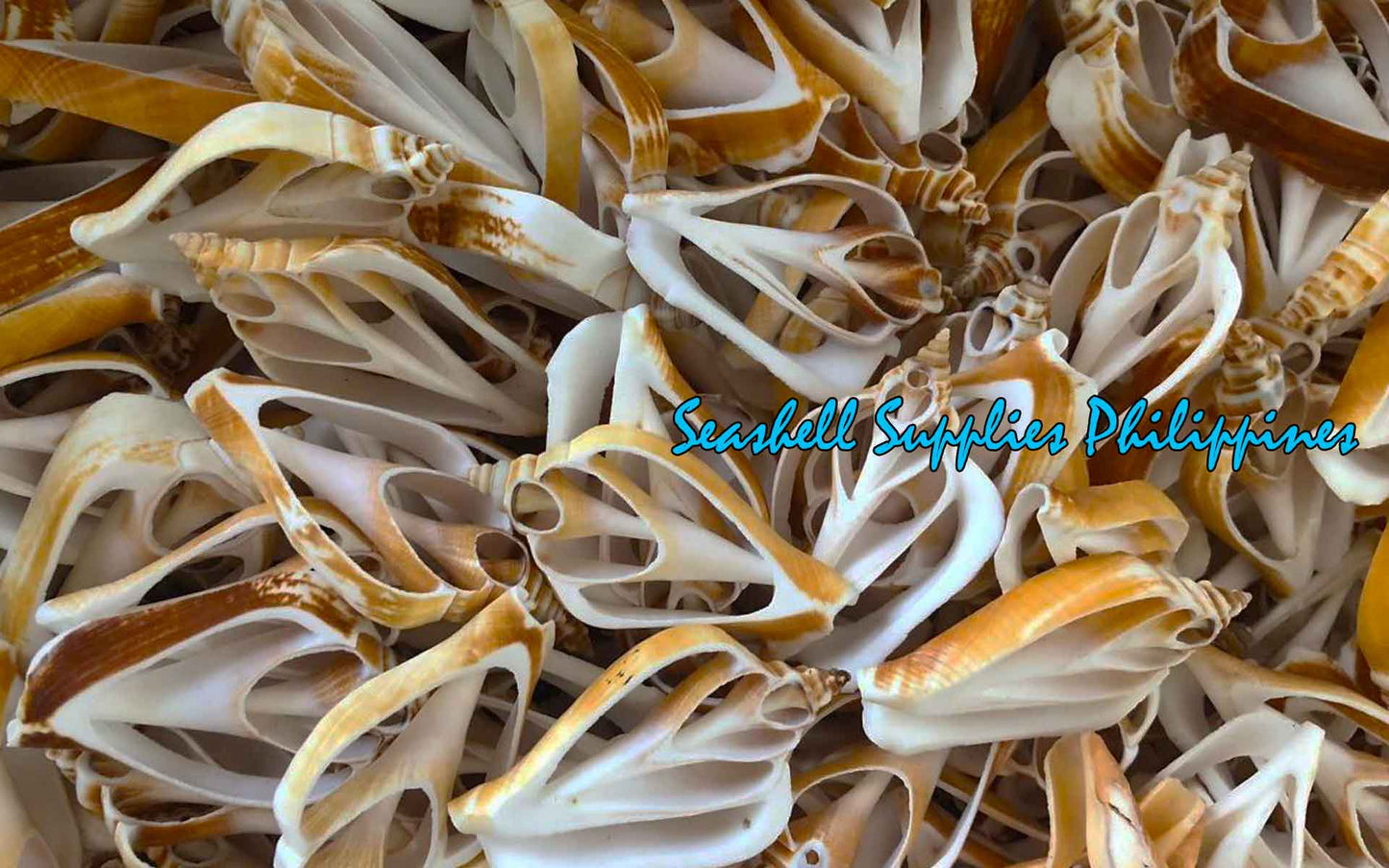Cut Seashells | Canarium Brown | Dog Conch Shells