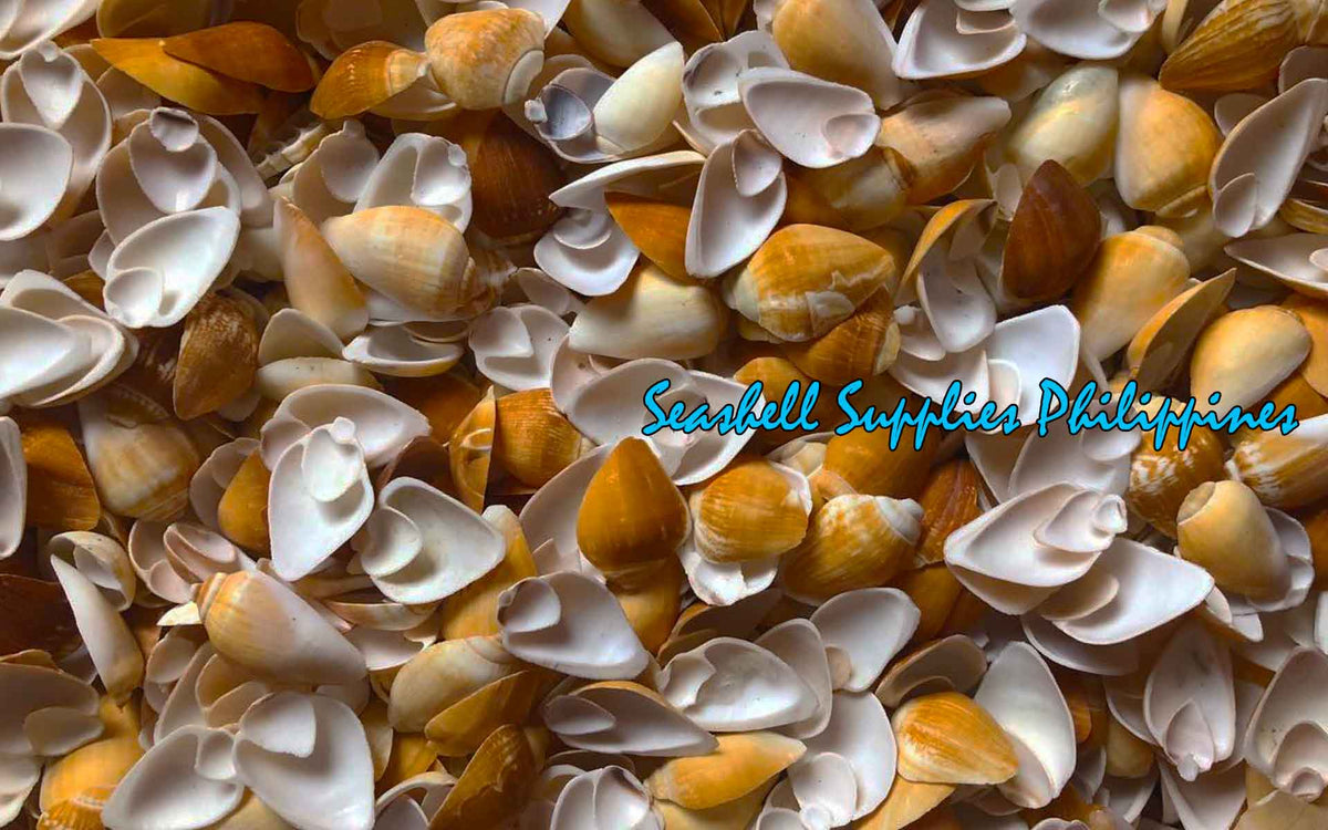 Cut Seashells | Canarium Brown | Side Cut | Dog Conch Shells
