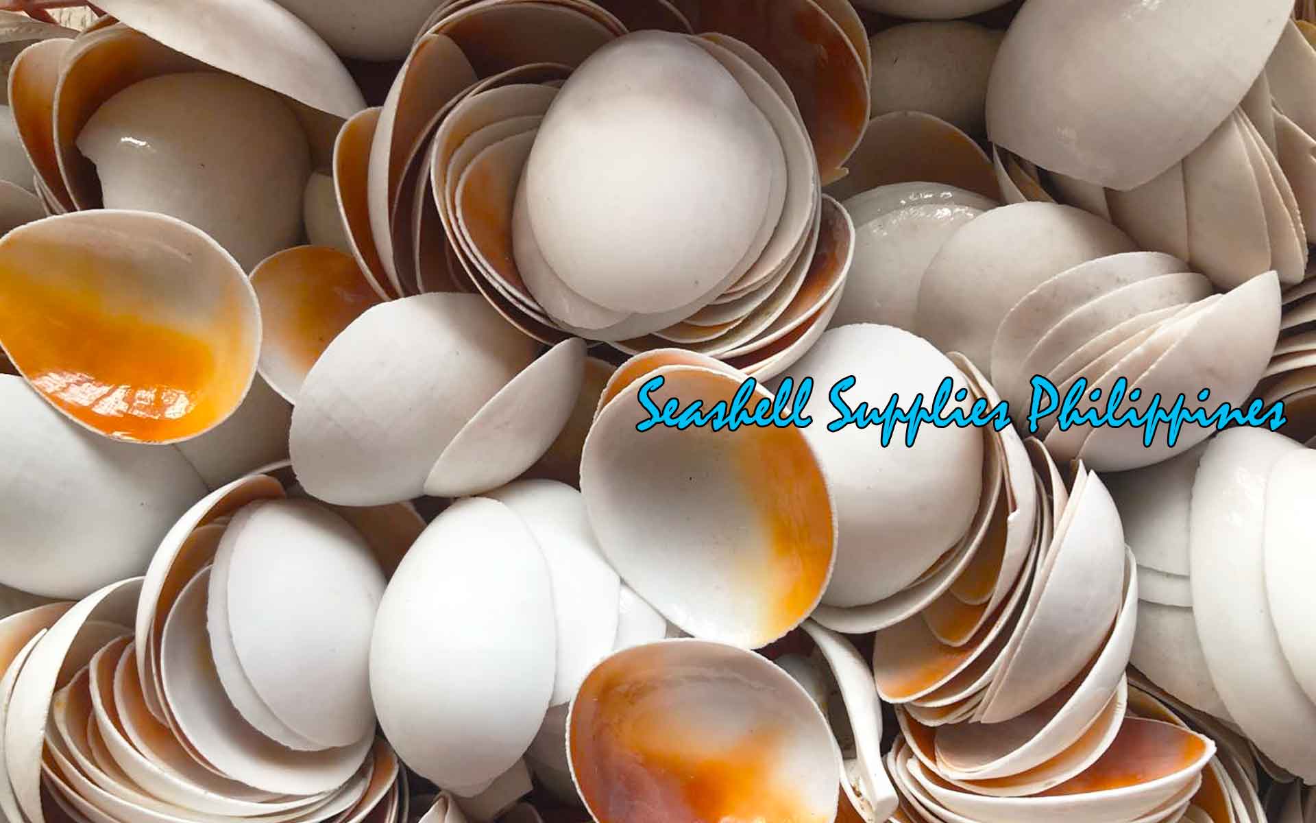 Cut Seashells | Common Egg Cowrie | Ovula Ovum Shells