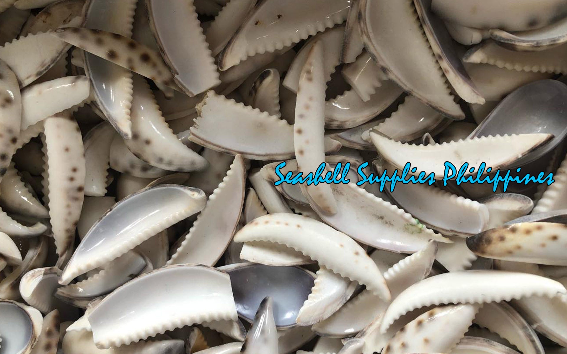 Cut Seashells | Cowry Tiger Tusk | Cypraea Tigris Shells