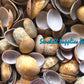 Cut Seashells | Cowry Vittelus | Lyncina Vitellus Shells