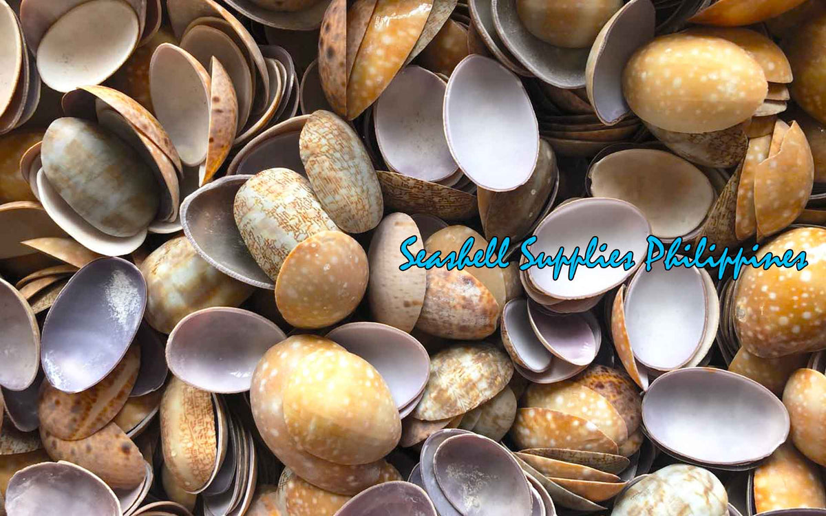 Shells Cut Open Cut Seashells | Cowry Vittelus | Lyncina Vitellus Shells – Seashell ...