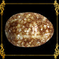 Cut Seashells | Cowry Vittelus | Lyncina Vitellus Shells