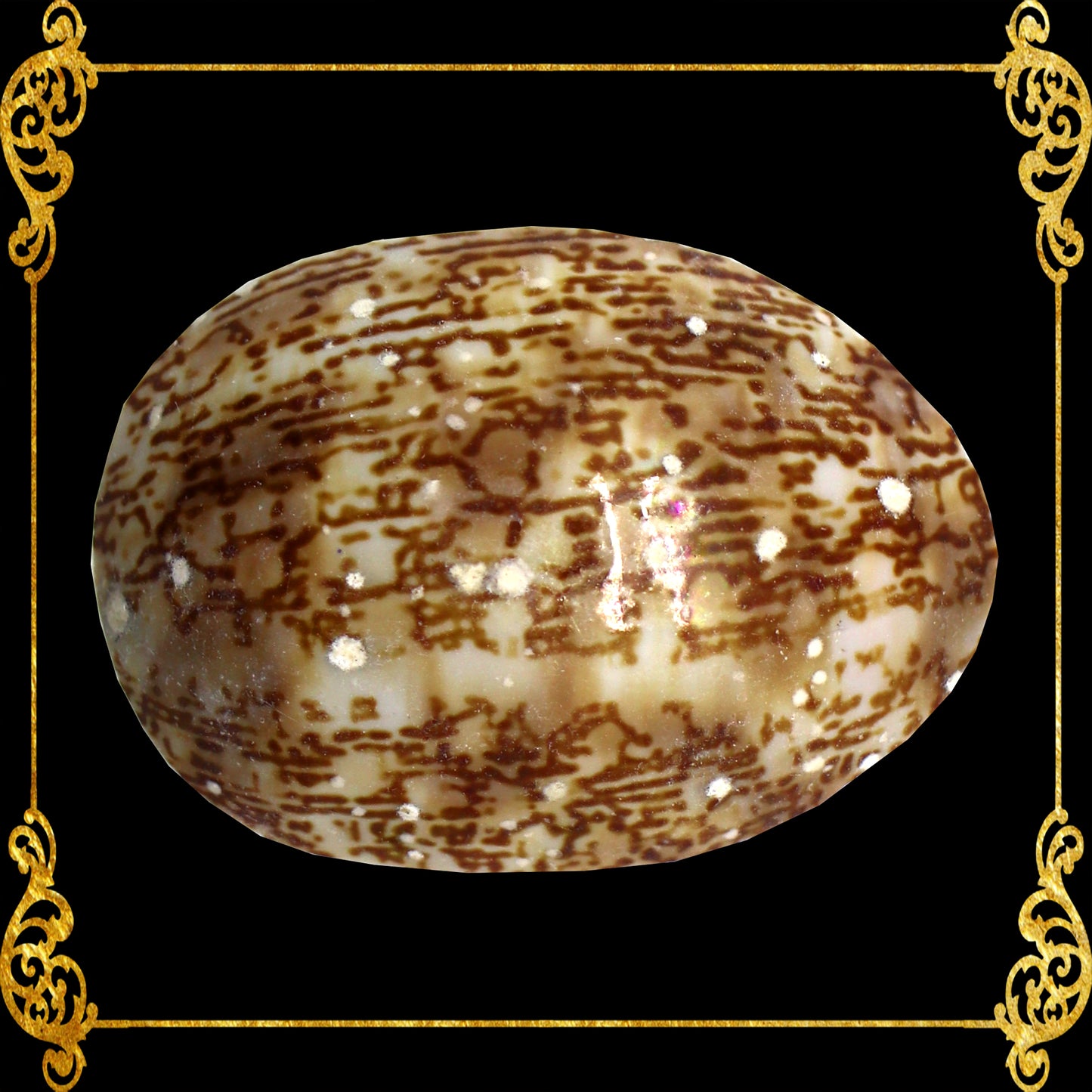 Cut Seashells | Cowry Vittelus | Lyncina Vitellus Shells