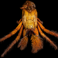 David Bowie Huntsman Spider (Heteropoda davidbowie) | Preserved Spider Specimen | Real Arachnid