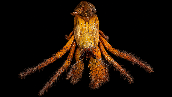 David Bowie Huntsman Spider (Heteropoda davidbowie) | Preserved Spider Specimen | Real Arachnid