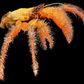 David Bowie Huntsman Spider (Heteropoda davidbowie) | Preserved Spider Specimen | Real Arachnid