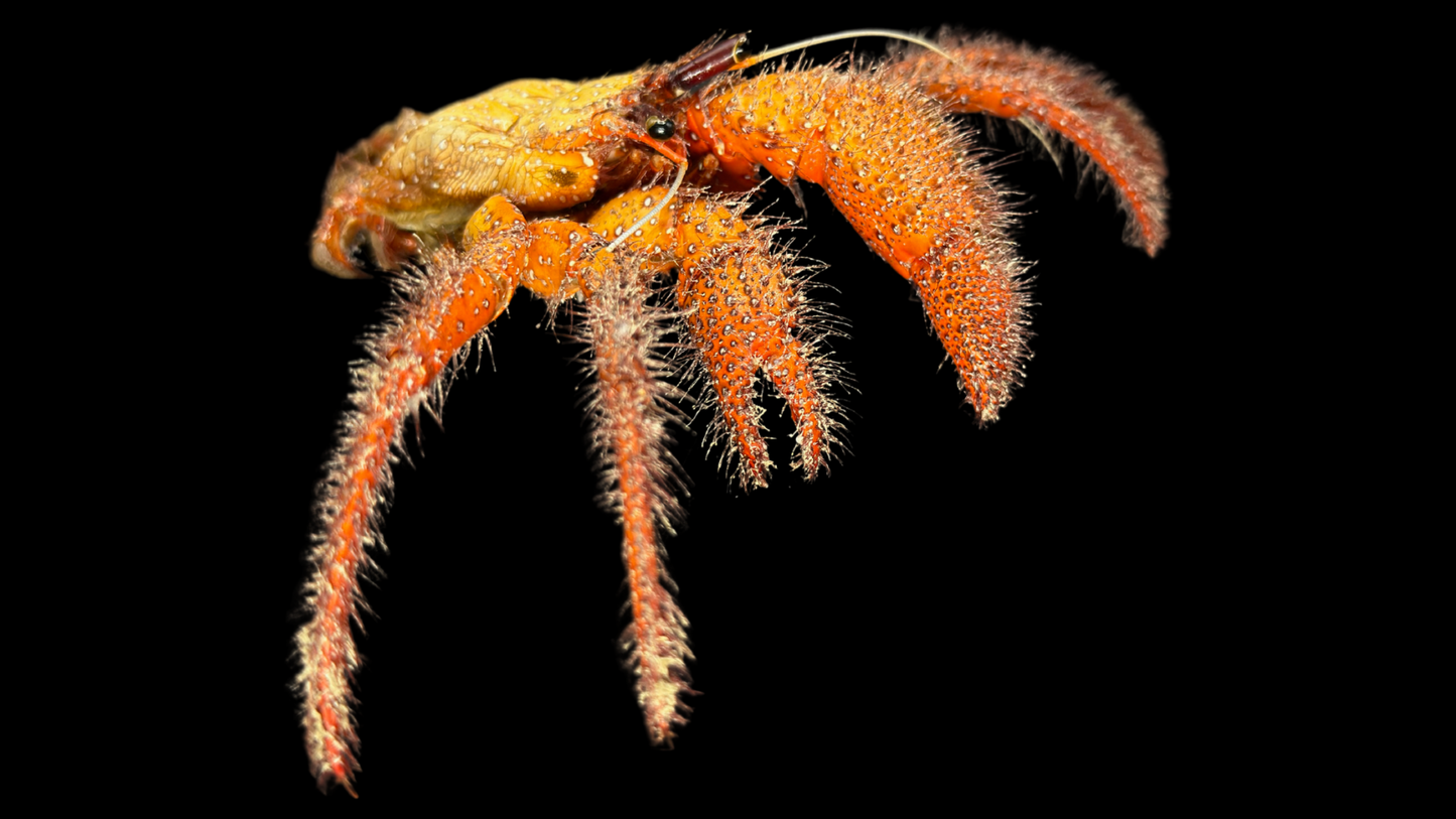 David Bowie Huntsman Spider (Heteropoda davidbowie) | Preserved Spider Specimen | Real Arachnid