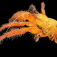David Bowie Huntsman Spider (Heteropoda davidbowie) | Preserved Spider Specimen | Real Arachnid