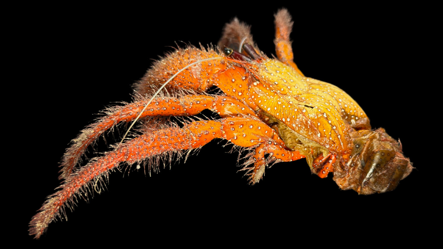 David Bowie Huntsman Spider (Heteropoda davidbowie) | Preserved Spider Specimen | Real Arachnid
