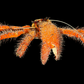 David Bowie Huntsman Spider (Heteropoda davidbowie) | Preserved Spider Specimen | Real Arachnid