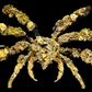 Decorator Spider Crab (Camposcia cf. retusa) | Preserved Crab Specimen | Real Camouflage Crab