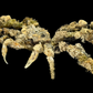 Decorator Spider Crab (Camposcia cf. retusa) | Preserved Crab Specimen | Real Camouflage Crab