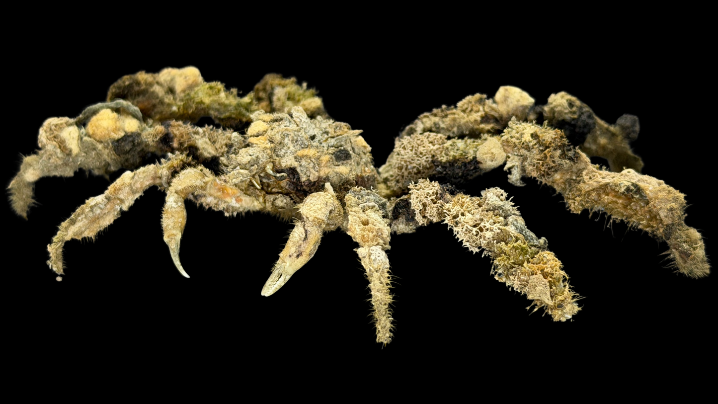 Decorator Spider Crab (Camposcia cf. retusa) | Preserved Crab Specimen | Real Camouflage Crab